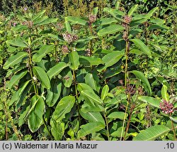 Asclepias syriaca (trojeść amerykańska)