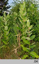 Asclepias syriaca (trojeść amerykańska)