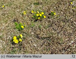 Adonis vernalis (miłek wiosenny)