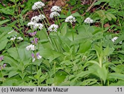 Allium ursinum (czosnek niedźwiedzi)