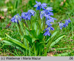 Scilla sibirica orth.var. (cebulica syberyjska)