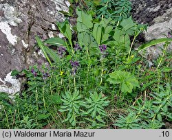 Bartsia alpina (bartsja alpejska)