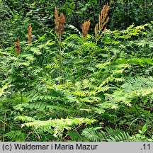 Osmunda regalis (długosz królewski)