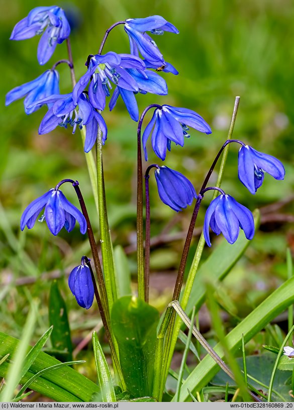 Scilla sibirica orth.var. (cebulica syberyjska)