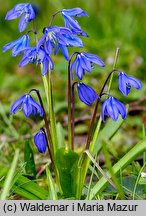 Scilla sibirica orth.var. (cebulica syberyjska)