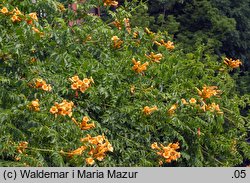 Campsis radicans (milin amerykański)