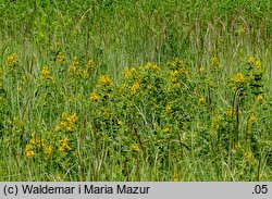 Lysimachia vulgaris (tojeść pospolita)