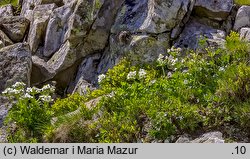 Anemonastrum narcissiflorum (zawilec narcyzowy)