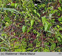 Cuscuta europaea ssp. europaea (kanianka pospolita typowa)