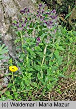 Bartsia alpina (bartsja alpejska)