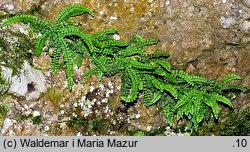 Asplenium trichomanes (zanokcica skalna)