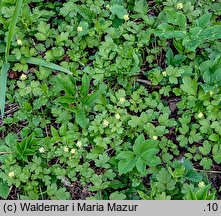 Adoxa moschatellina (piżmaczek wiosenny)