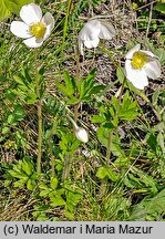 Anemonoides sylvestris (zawilec wielkokwiatowy)