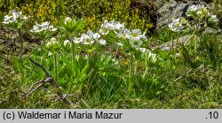 Anemonastrum narcissiflorum (zawilec narcyzowy)