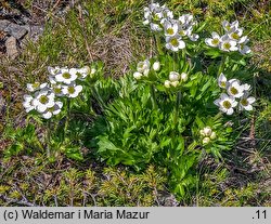 Anemonastrum narcissiflorum (zawilec narcyzowy)