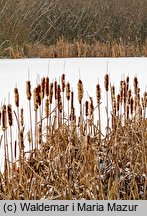 Typha latifolia (pałka szerokolistna)