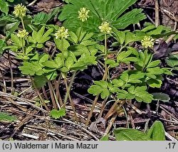 Adoxa moschatellina (piżmaczek wiosenny)