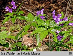 Dentaria glandulosa (żywiec gruczołowaty)