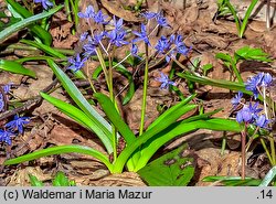 Scilla bifolia (cebulica dwulistna)