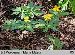 Anemone ranunculoides (zawilec żółty)