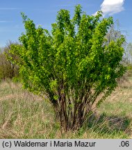 Caragana arborescens (karagana syberyjska)