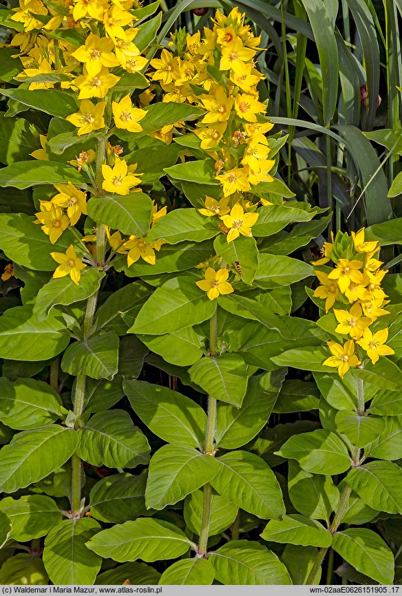 Lysimachia punctata (tojeść kropkowana)