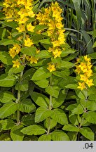 Lysimachia punctata (tojeść kropkowana)