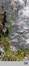 Allium senescens ssp. montanum (czosnek skalny)