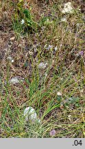 Anthericum ramosum (pajęcznica gałęzista)