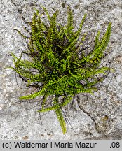 Asplenium trichomanes (zanokcica skalna)