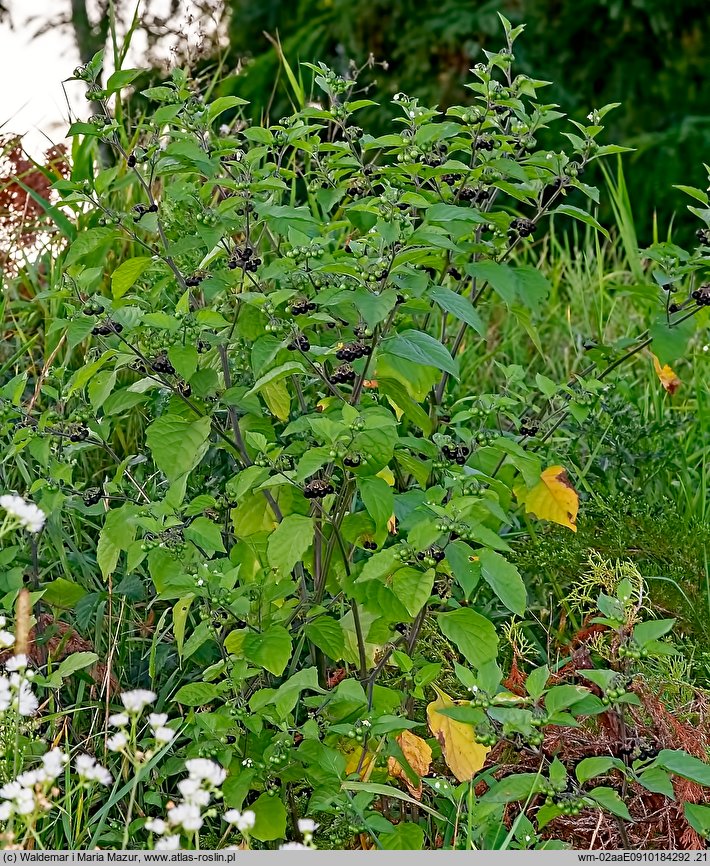 Solanum nigrum (psianka czarna)