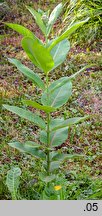 Asclepias syriaca (trojeść amerykańska)