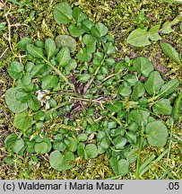 Cardamine hirsuta (rzeżucha włochata)