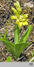 Orchis pallens (storczyk blady)