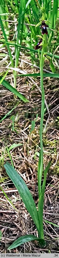 Ophrys insectifera (dwulistnik muszy)