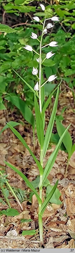 Cephalanthera longifolia (buławnik mieczolistny)