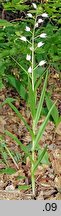 Cephalanthera longifolia (buławnik mieczolistny)