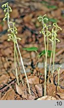 Corallorhiza trifida (żłobik koralowy)