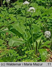 Allium ursinum (czosnek niedźwiedzi)