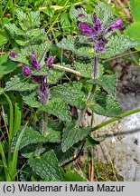 Bartsia alpina (bartsja alpejska)