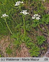 Anemonastrum narcissiflorum (zawilec narcyzowy)