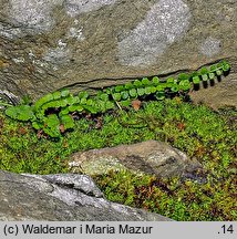 Asplenium viride (zanokcica zielona)