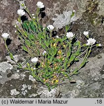 Cerastium alpinum (rogownica alpejska)