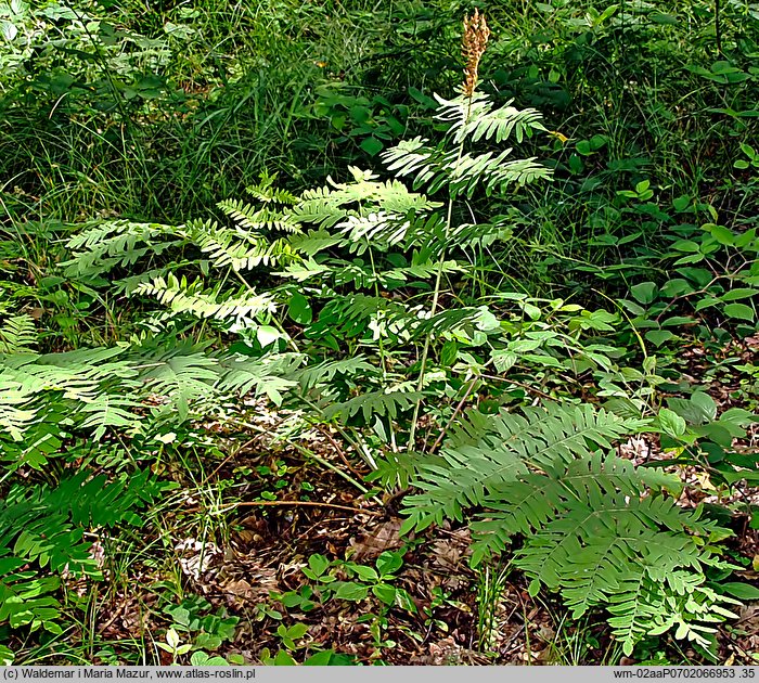 Osmunda regalis (długosz królewski)