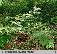 Osmunda regalis (długosz królewski)