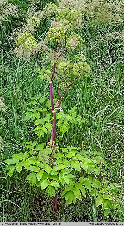 Angelica archangelica ssp. litoralis (dzięgiel litwor nadbrzeżny)