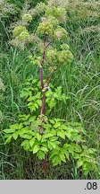 Angelica archangelica ssp. litoralis (dzięgiel litwor nadbrzeżny)