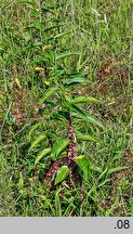 Cuscuta epithymum ssp. epithymum (kanianka macierzankowa)