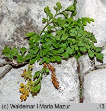 Asplenium ruta-muraria (zanokcica murowa)