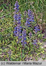 Ajuga reptans (dąbrówka rozłogowa)